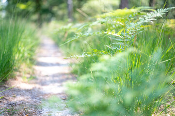 Fern and grass in forest