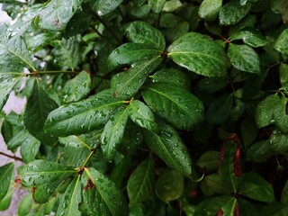 Euonymus alatus on the street