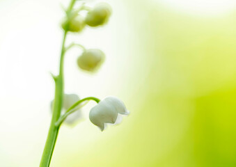 Obraz premium Maiglöckchen