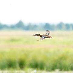 Löffelente im Flug