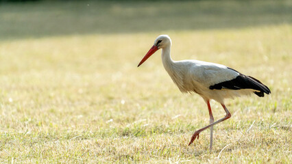 Weißstorch im Feld