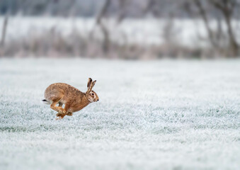 rennender Feldhase