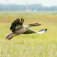 Graugans beim Abflug
