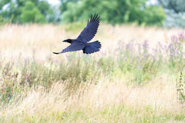 Kolkrabe im flug
