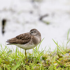 schlafender Bruchwasserläufer