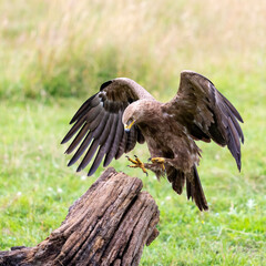 Schreiadler