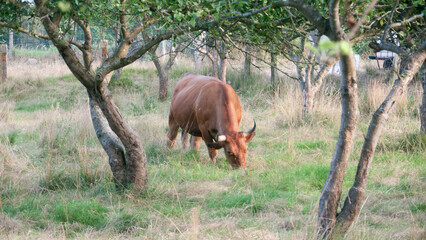 Vaca marrón en huerto de manzanos