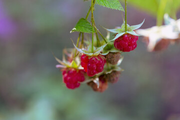 Raspberry branch with ripe juicy berries close-up. Gardening. Useful plant foods, vitamins, antioxidants, fiber.