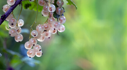 A branch of white currant with ripe juicy berries close-up. Gardening. Useful plant foods, vitamins, antioxidants, fiber.