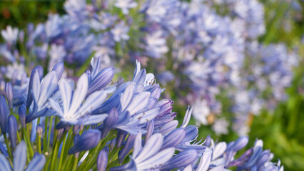 Arbusto de flores moradas