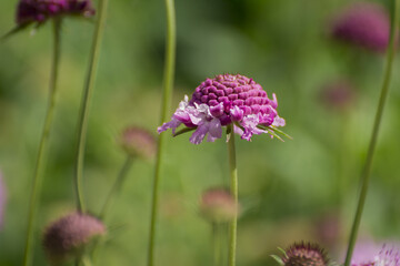 Close up purple, blue wildlife flower Knautia arvensis.