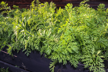 Growing carrots in a wooden pallet collar