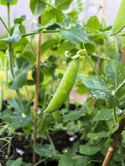 Growing green peas in the garden
