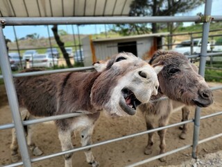 portrait of a donkey