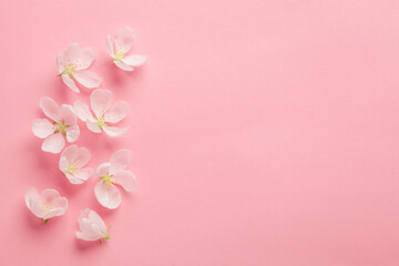 Fototapeta na wymiar Spring flowers on pink background, minimal background space for text