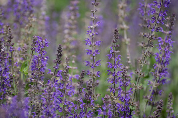 Large group of catnip flowers Nepeta cataria in a garden - obrazy, fototapety, plakaty