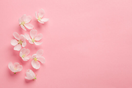 Spring flowers on pink background, minimal background space for text