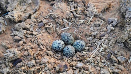 Indian red sandpiper eggs in the a ground nest. Four spotted seagull eggs in a nest on the ground.