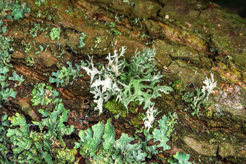 moss grows on a tree. green natural background