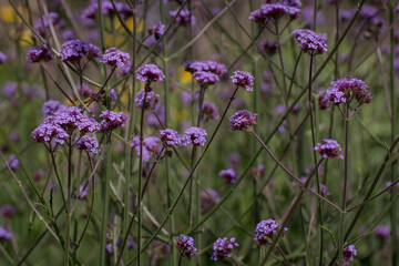  tiny purple flowers of Perennial Verbena bonariensis in garden