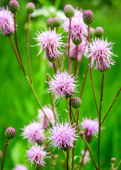 wild purple flowers grow in the field. green natural background