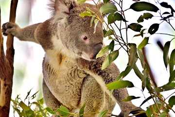 Koala im Eukalyptusbaum