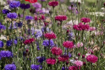 Obraz premium Purple, blue ,pink wildlife cornflowers ,Knautia arvensis.