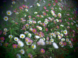 Fondo de margaritas, Textura de foto estenopeica. Fondo de naturaleza
