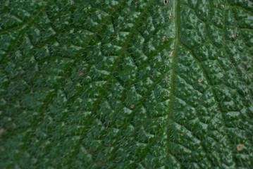 close up of green leaf