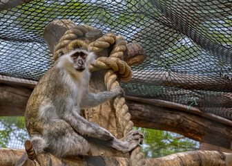 Grivet Monkey with white line above the eyes and white whiskers on the cheeks. Portrait