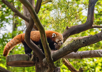 Red panda, Lesser panda is on the tree
