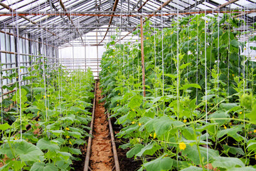 Growing cucumbers in a greenhouse. Unique greenhouse for growing vegetables. Transparent, with natural light.