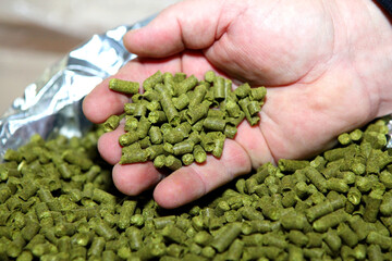 Naklejka na ściany i meble Granulated hops in the hands of a man. Substrate for the production of beer. Lots of hops in the packaging.