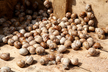 Ecological snail. Farm for growing grape snails. Snail close-up on a leaf of grapes.