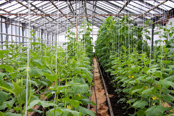 Growing cucumbers in a greenhouse. Unique greenhouse for growing vegetables. Transparent, with natural light.