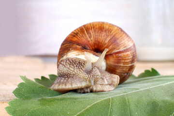 Ecological snail. Farm for growing grape snails. Snail close-up on a leaf of grapes.