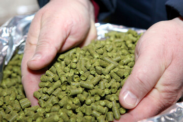 Granulated hops in the hands of a man. Substrate for the production of beer. Lots of hops in the packaging.