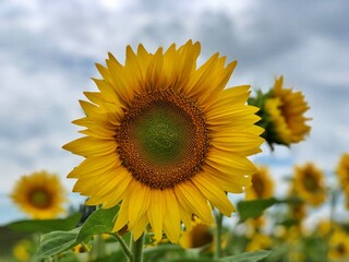 Obraz premium Beautiful sunflowers in the field natural background, Sunflower blooming