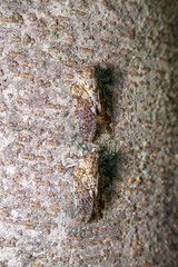 羽化したばかりのニイニイゼミ