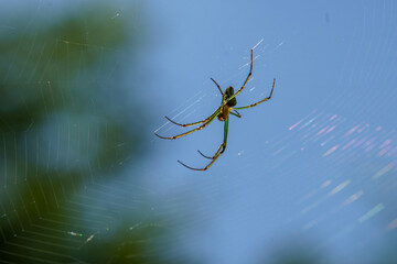 陽射しを浴びた蜘蛛の巣