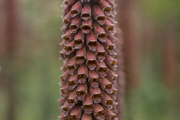 Small-flowered foxglove,  Digitalis parviflora, flowers in close-up © Golden Shark