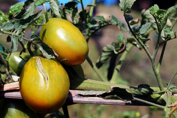 Tomato plant