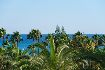 Fototapeta na wymiar beautiful palms and sea view
