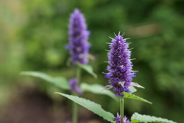 Fototapeta premium Spearmint Plant - Mentha spicata - herbs