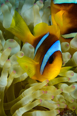 Poisson clown amphiprion, récif Saint-Johns, mer rouge