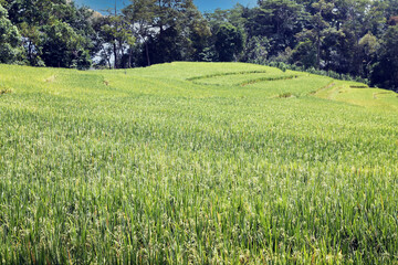 Green and beautiful rice fields