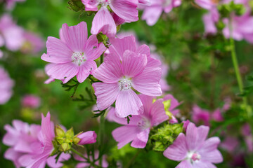 Malva moschata, the musk mallow or musk-mallow, is a species of flowering plant in the family Malvaceae, native to Europe and southwestern Asia. - obrazy, fototapety, plakaty