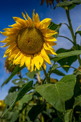 Paysage campagne 1393