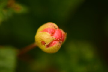 Cloudberry berry beautiful unripe on  green leaf cloudberries background