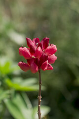 summer bloom of vibrent red Crimsom Monarda didyma Scarlet beebalm flowers